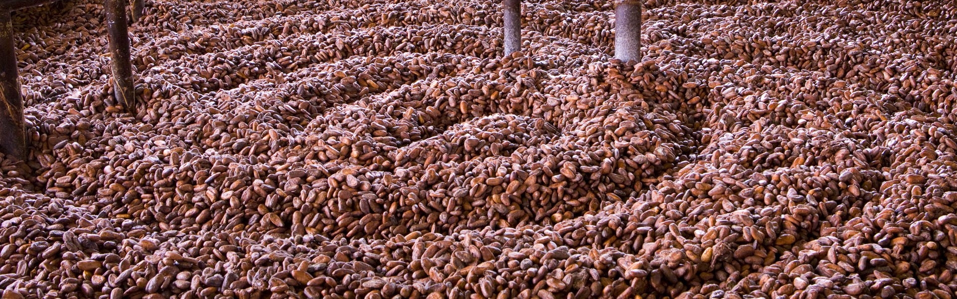 Voedselveiligheid centraal bij Olam Cocoa 